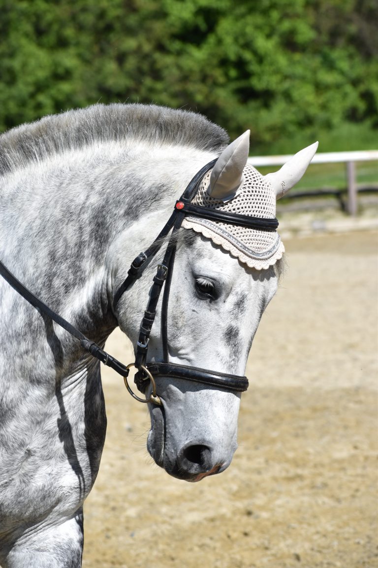 Basalt Trense 24.06.01