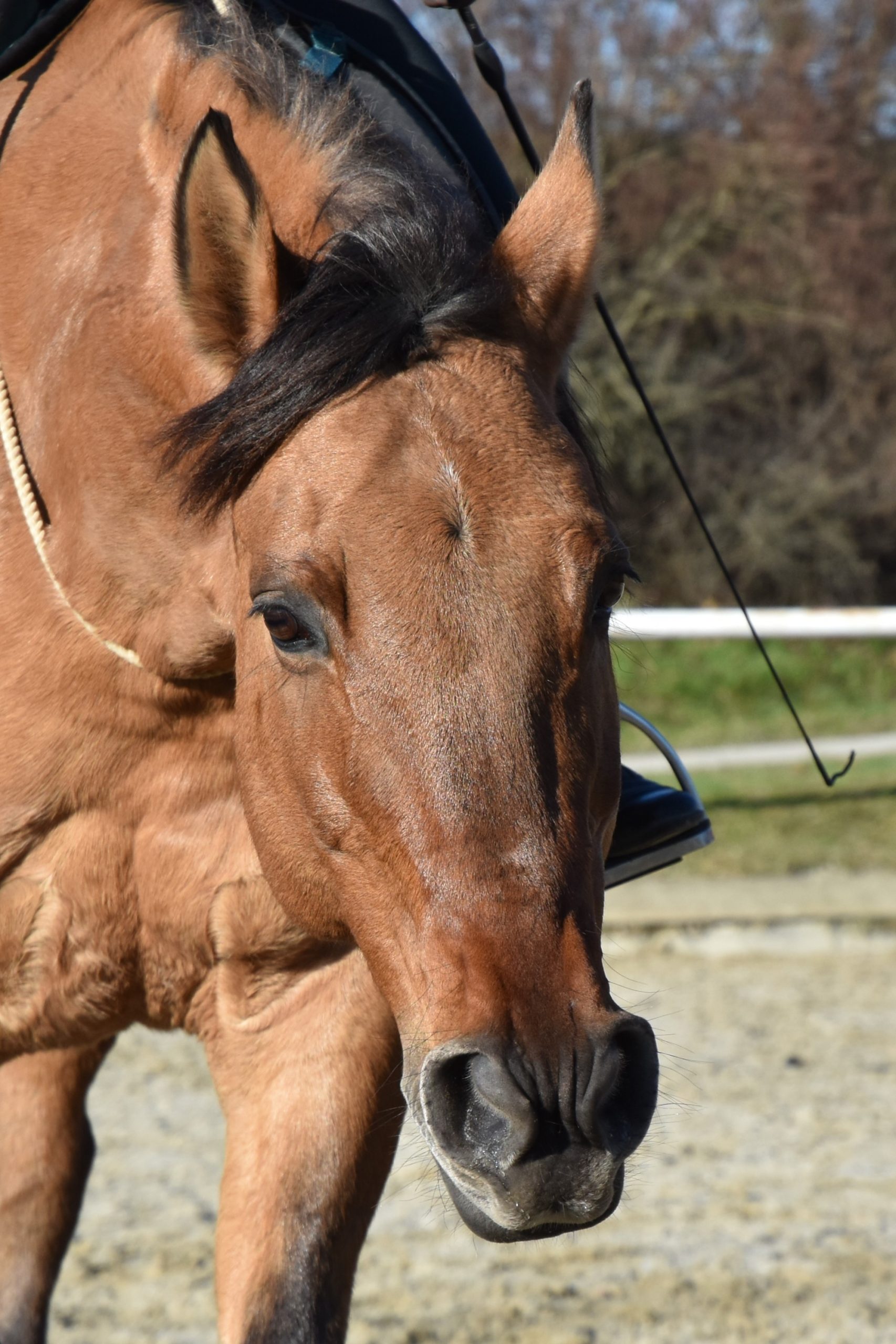 Samira Halsring 11.6