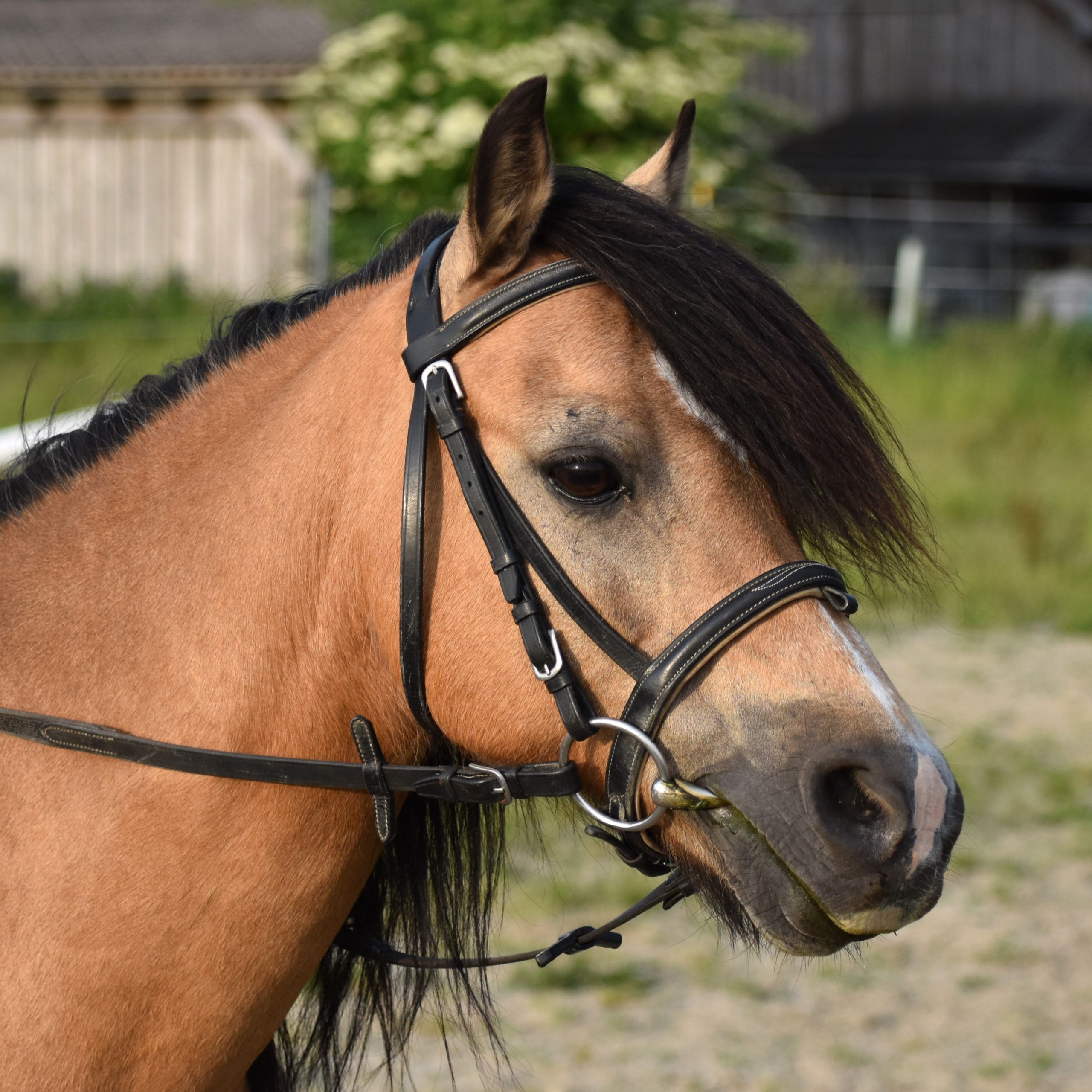 Spencer Trense 23.06.05