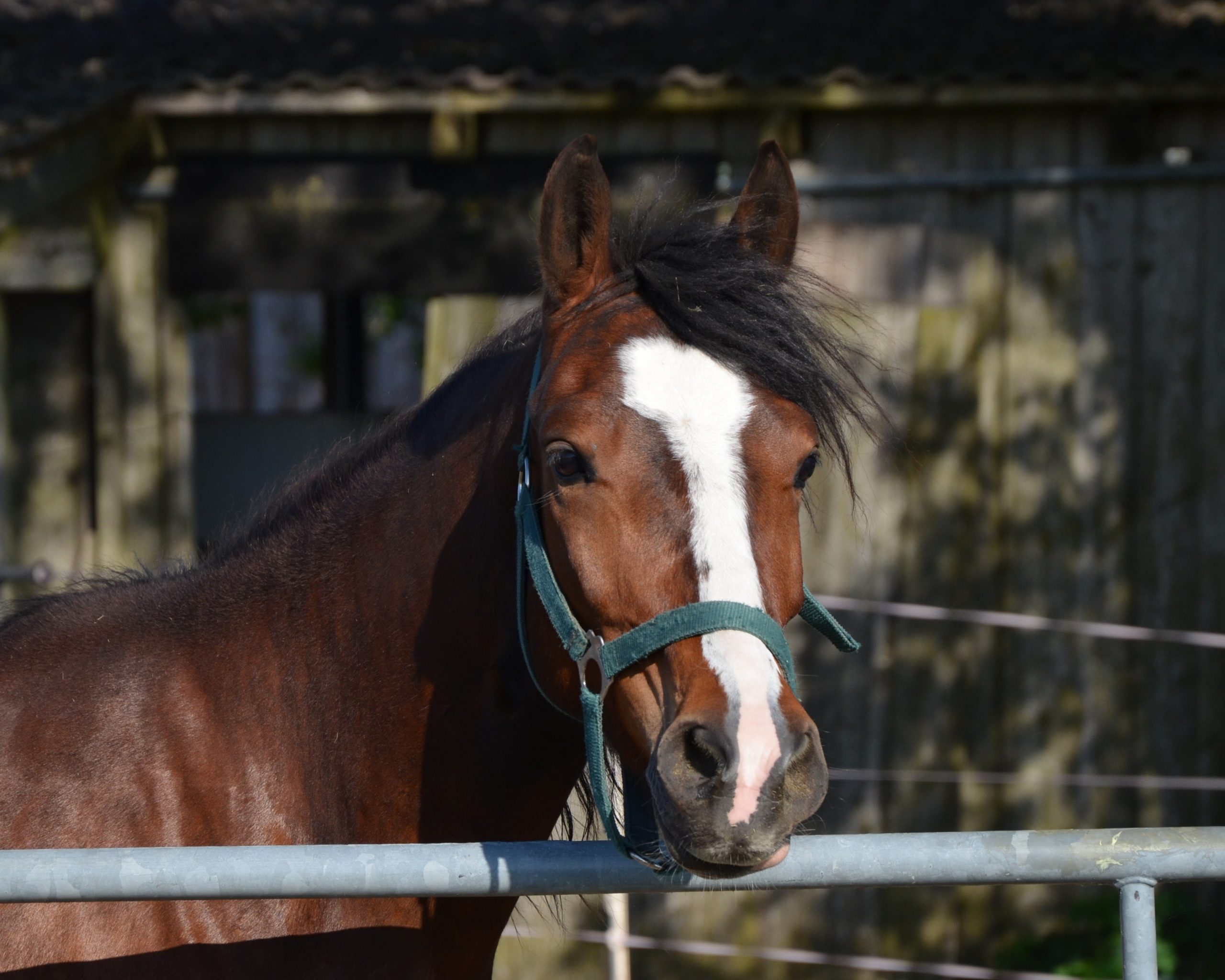 Yakari Halfter 25.05.1